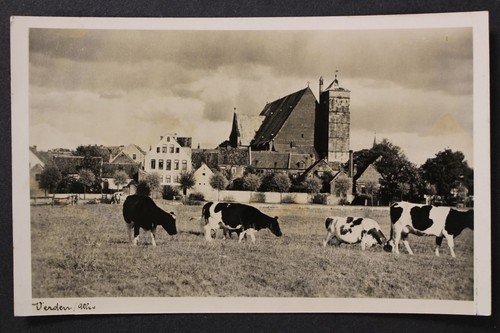 Mucche verden aller duomo - verden,,